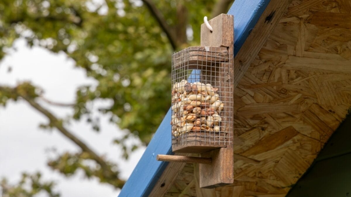 4 Simple Solutions to Protect Your Vegetable Garden from Birds 4 4 Simple Solutions to Protect Your Vegetable Garden from Birds - Homemade Feeders ss2477924931