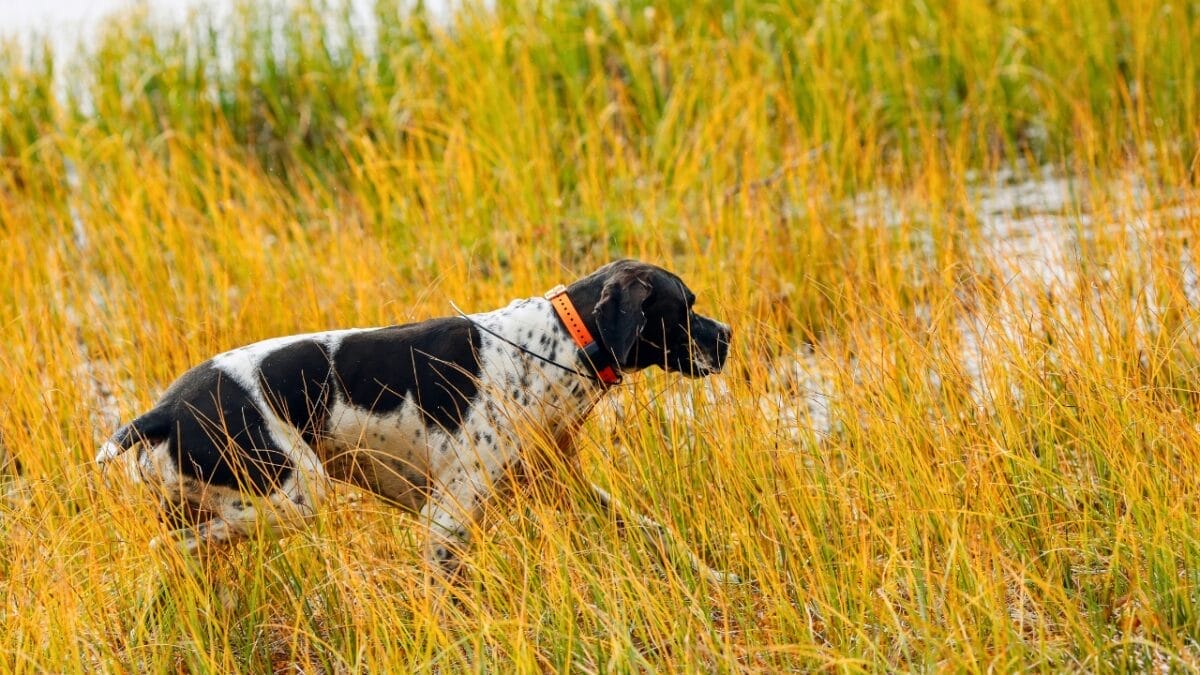9 Reasons Pointers are Truly Exceptional Canine Companions 10 Image Credit: Liramaigums/Deposit Photos