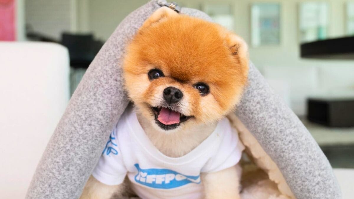 9 Irresistible Dogs You Need to Follow on Instagram 4 9 Irresistible Dogs You Need to Follow on Instagram - JIFF POM mj