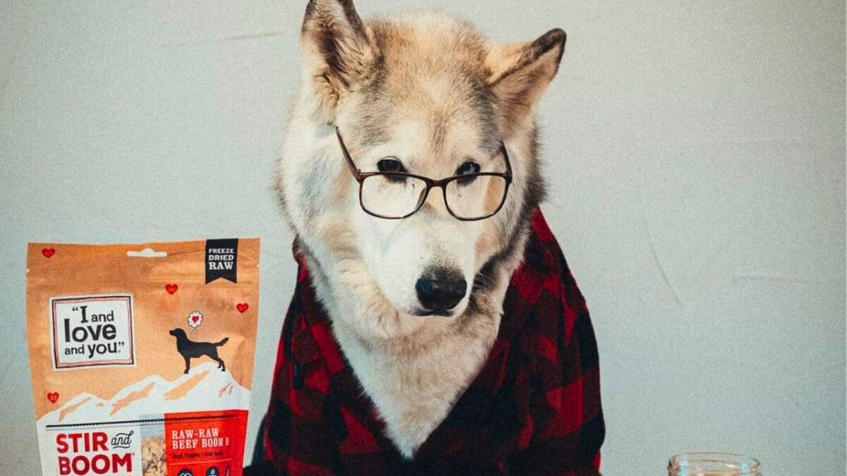 9 Irresistible Dogs You Need to Follow on Instagram 2 9 Irresistible Dogs You Need to Follow on Instagram - LOKI THE WOLFDOG mj