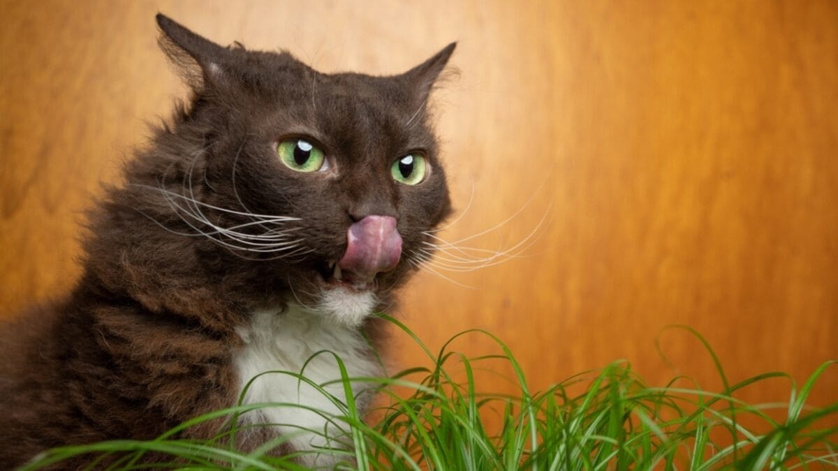 15 Luxurious Long-Haired Cats You'll Fall in Love With 14 15 Luxurious Long-Haired Cats You'll Fall in Love With - LaPerm ss2098801024