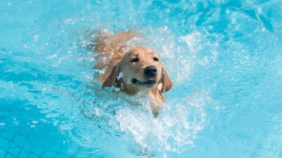 35 Fun Ways to Keep Your Dog Entertained Indoors - Labrador Retriever Swimming ss2162518431