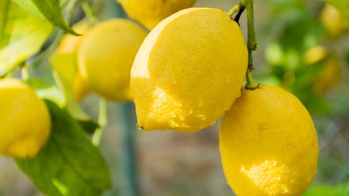 Don't Toss Those Lemon Peels... Make Lemon Powder Instead - Lemon ss410070649