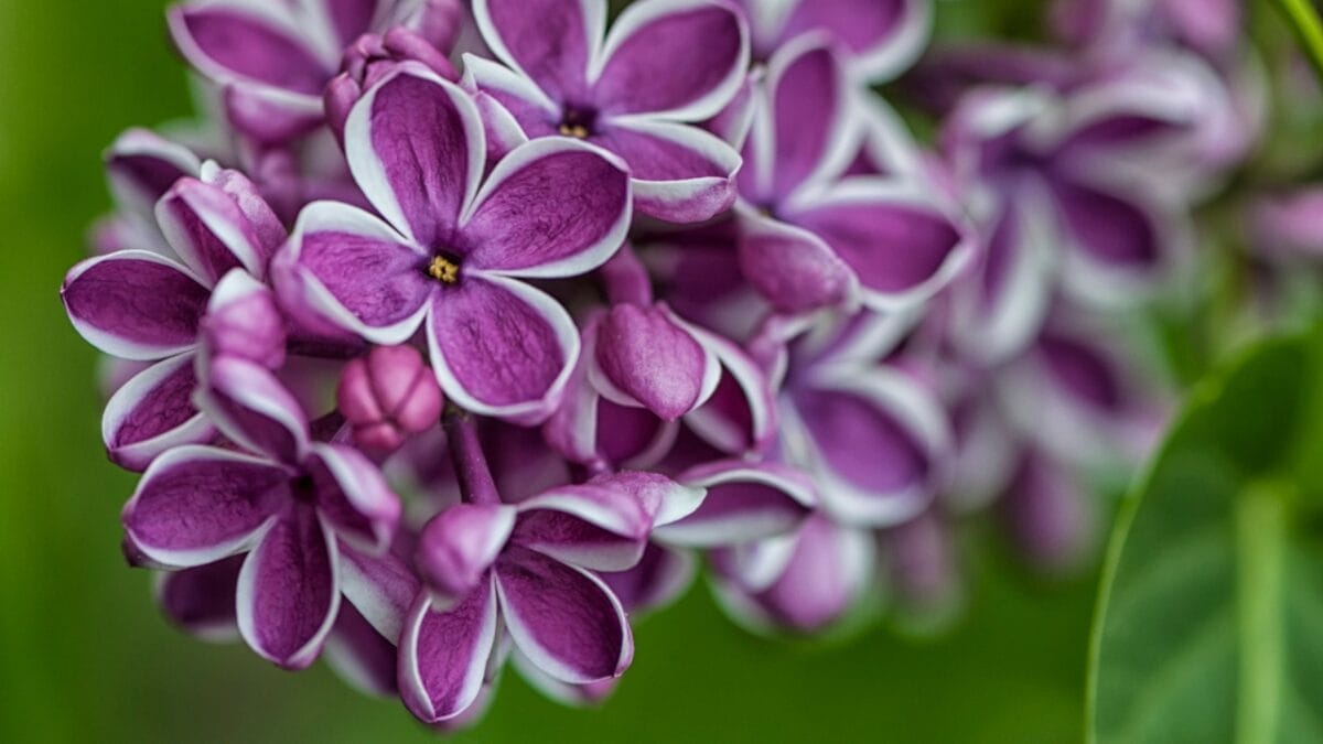 15 Fragrant Blooms That Will Transform Your Garden’s Scent 6 15 Fragrant Blooms That Will Transform Your Garden’s Scent - Lilac Flower dp149963558