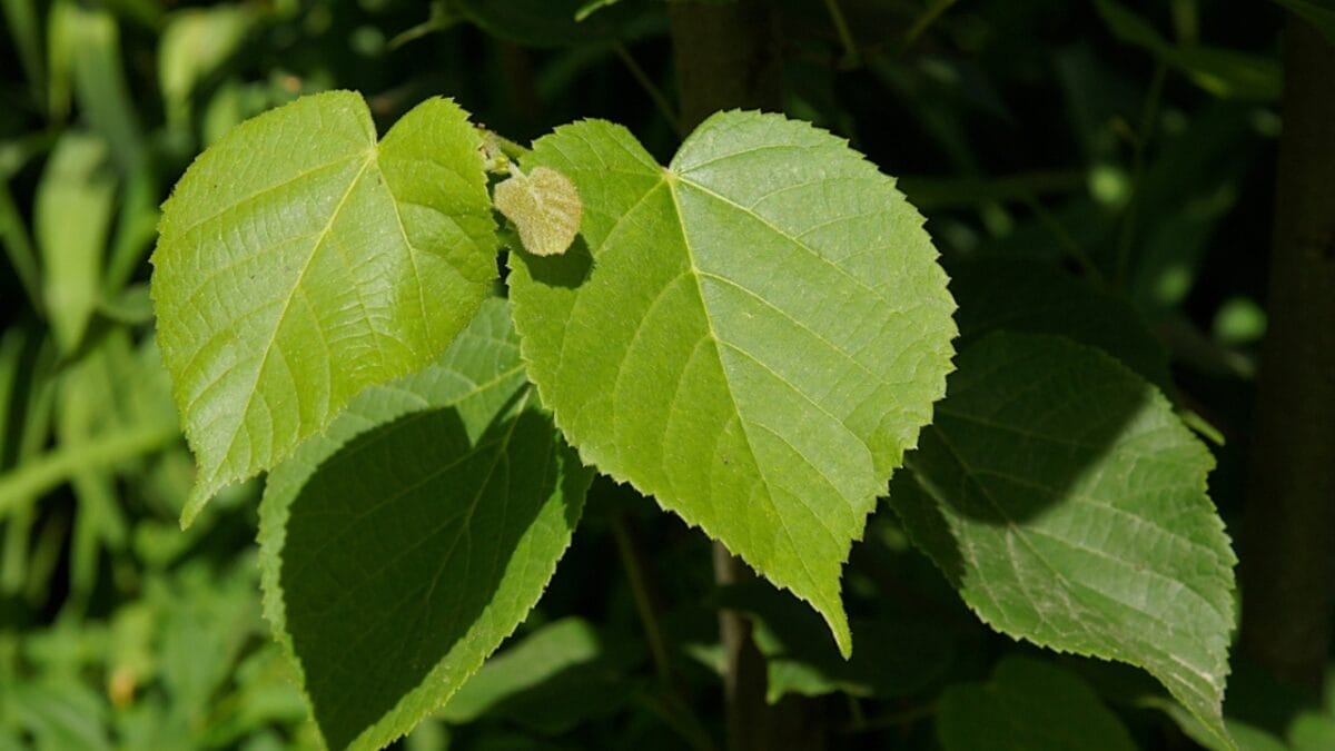 25 Edible Wild Greens to Forage for Your Next Meal 7 25 Edible Wild Greens to Forage for Your Next Meal - Linden Leaves ss2282681647