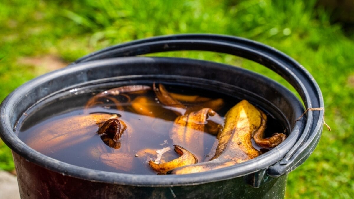10 Ways to Use Banana Peels in Your Garden 8 10 Ways to Use Banana Peels in Your Garden - Liquid Fertilizer ss2303121265