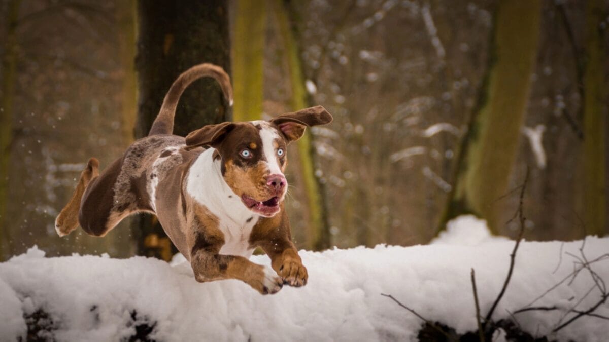 25 Extraordinary Ways to Bond With Your Dog Beyond the Leash 7 25 Extraordinary Ways to Bond With Your Dog Beyond the Leash - Louisianas Catahoula Leopard Dog dp241969494