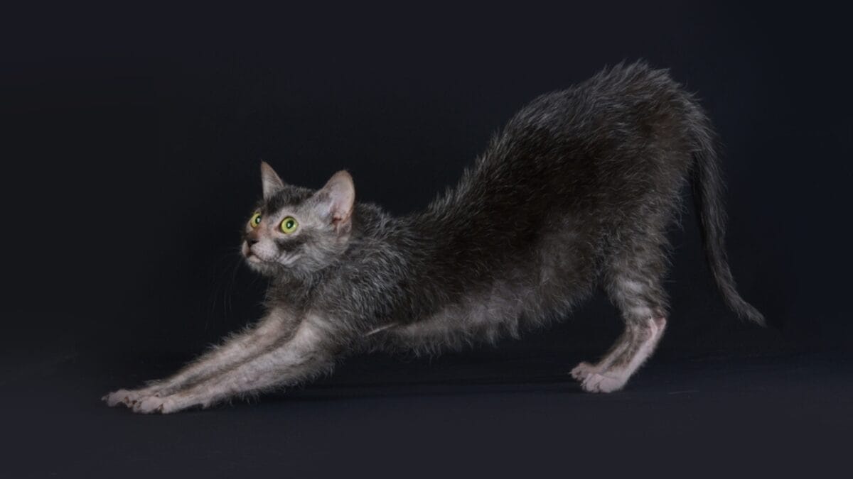 10 Weird Cat Breeds Most People Have Never Seen 7 10 Weird Cat Breeds Most People Have Never Seen - Lykoi ss2282459537