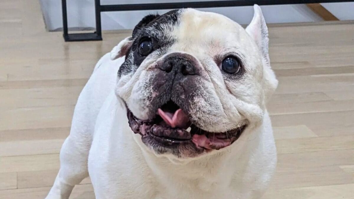 9 Irresistible Dogs You Need to Follow on Instagram 3 9 Irresistible Dogs You Need to Follow on Instagram - MANNY THE FRENCHIE mj