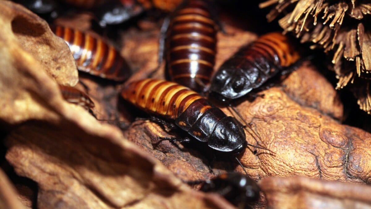 12 Unusual Pets People Adore Beyond Cats & Dogs 13 12 Unusual Pets People Adore Beyond Cats & Dogs - Madagascar Hissing Cockroaches ss288562523