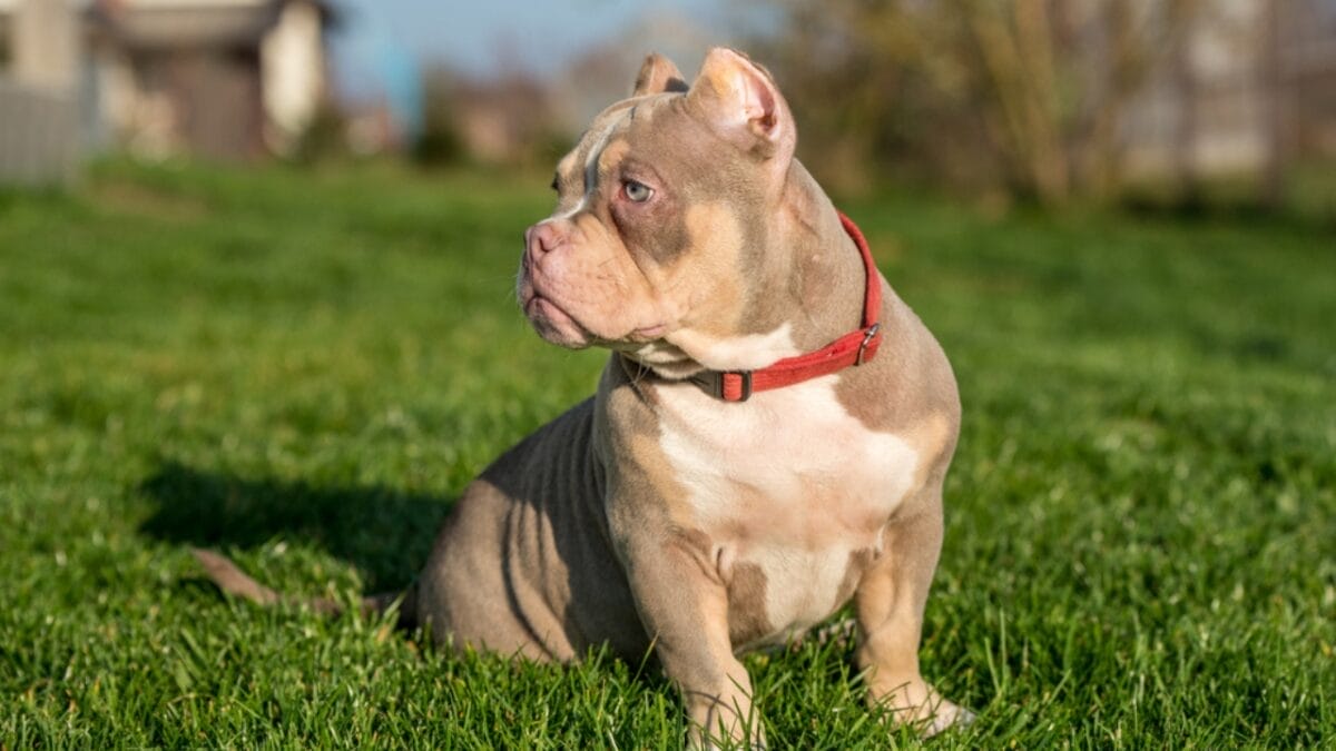 11 Sweet Reasons the All-American Bulldog Is Easy to Love 9 11 Sweet Reasons the All-American Bulldog Is Easy to Love - Mascot Superstars dp677786184