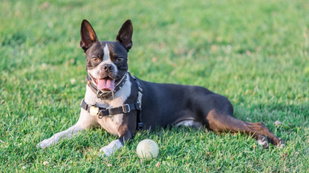 23 Dogs That Thrive on Love and Attention 10 23 Dogs That Thrive on Love and Attention - Massachusetts Boston Terrier dp207760540