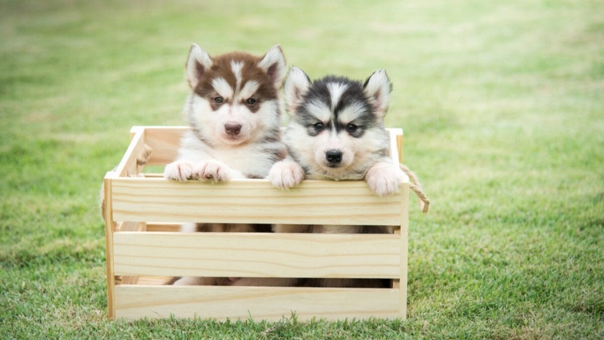 Alaskan Klee Kai: 8 Traits of the Mini Husky with ’70s Roots - Master Escape Artists dp111886616