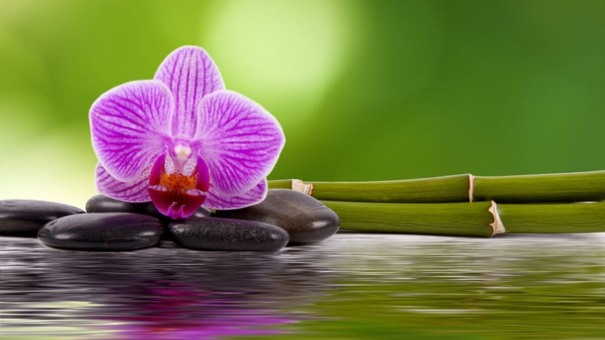Orchid Symbolism Secrets: What 12 Bloom Colors Really Mean 13 Orchid Symbolism Secrets: What 12 Bloom Colors Really Mean - Medicinal Orchids dp20387563