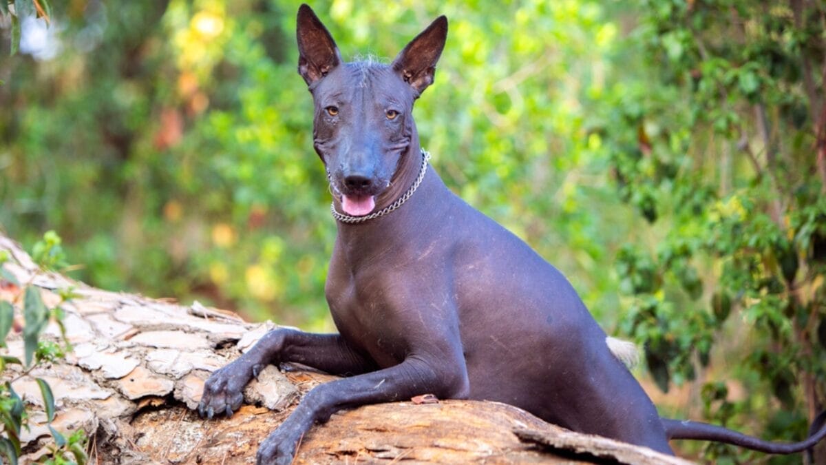 The Xoloitzcuintli: 10 Reasons Why This Breed is Delightfully Weird & Wonderful 6 The Xoloitzcuintli: 10 Reasons Why This Breed is Delightfully Weird & Wonderful - Mexicos National Treasure dp670801548