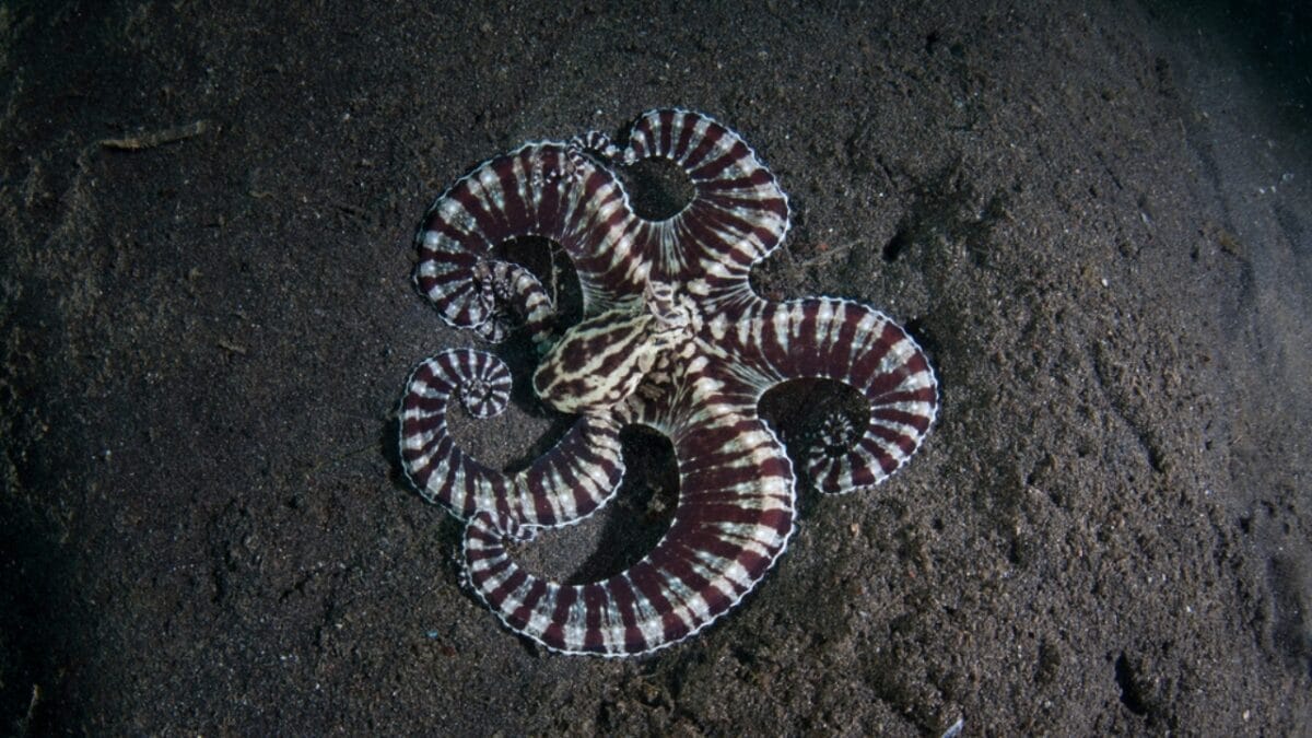 Octopus: The Surprising Contender for Earth's Next Ruler 3 Octopus: The Surprising Contender for Earth's Next Ruler - Mimic Octopus dp103142820