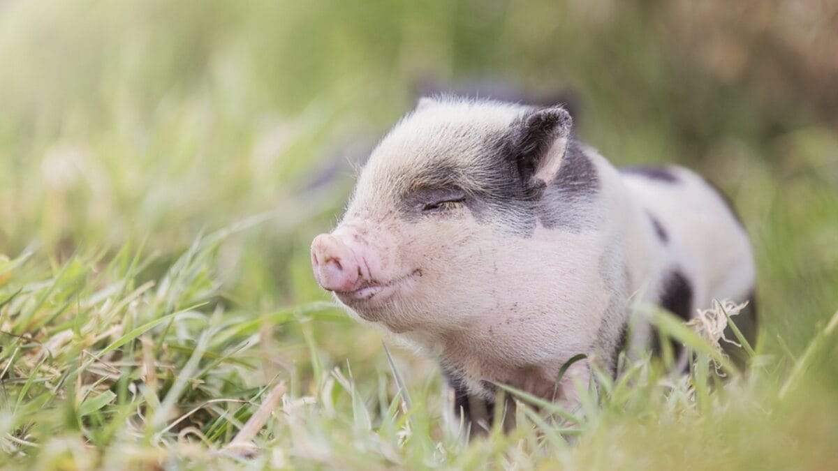 12 Unusual Pets People Adore Beyond Cats & Dogs 4 12 Unusual Pets People Adore Beyond Cats & Dogs - Miniature Pigs ss1734770975