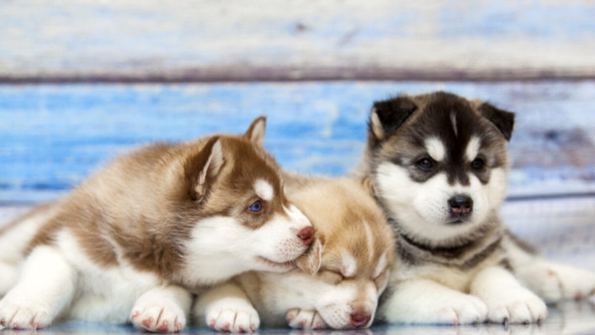 Alaskan Klee Kai: 8 Traits of the Mini Husky with ’70s Roots - Miniature Sled Dog Looks dp494418016