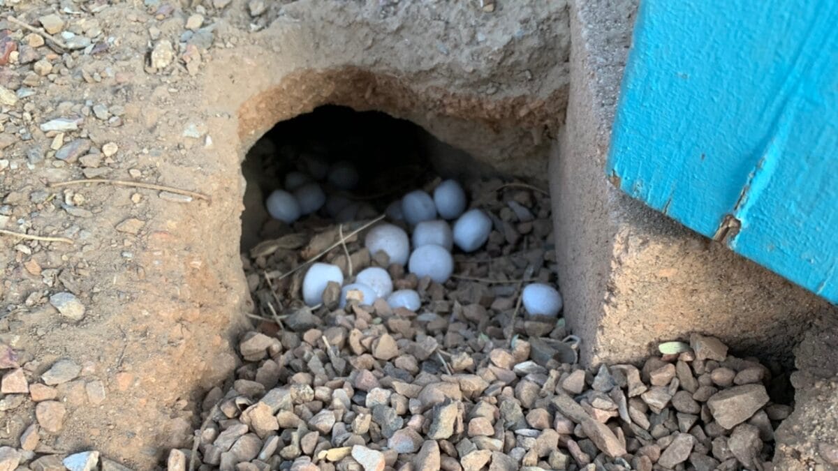 18 Brilliant Ways to Banish Groundhogs from Your Garden 7 18 Brilliant Ways to Banish Groundhogs from Your Garden - Moth Ball in Burrow ss1864684360