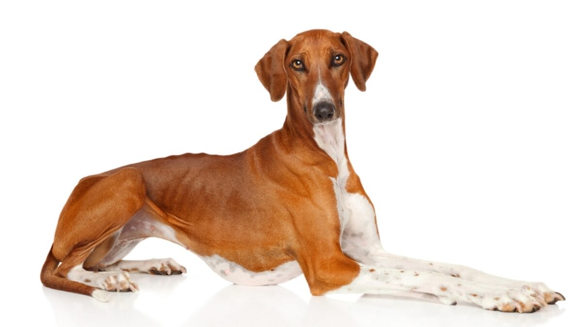 8 Milestones That Shaped the Evolution of the Azawakh Dog - Multipurpose Utility dp165408514