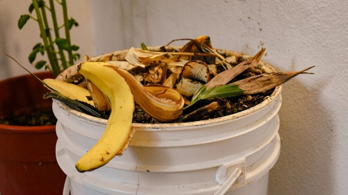 10 Things Only Expert Vegetable Growers Know for Thriving Gardens 7 10 Things Only Expert Vegetable Growers Know for Thriving Gardens - Natural Fertilizer ss2350650799