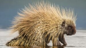 North America's Only Porcupines: Insights from a Recent Fossil Discovery 1 North America's Only Porcupines: Insights from a Recent Fossil Discovery - North American Porcupine Erethizon dorsatum ss771903250