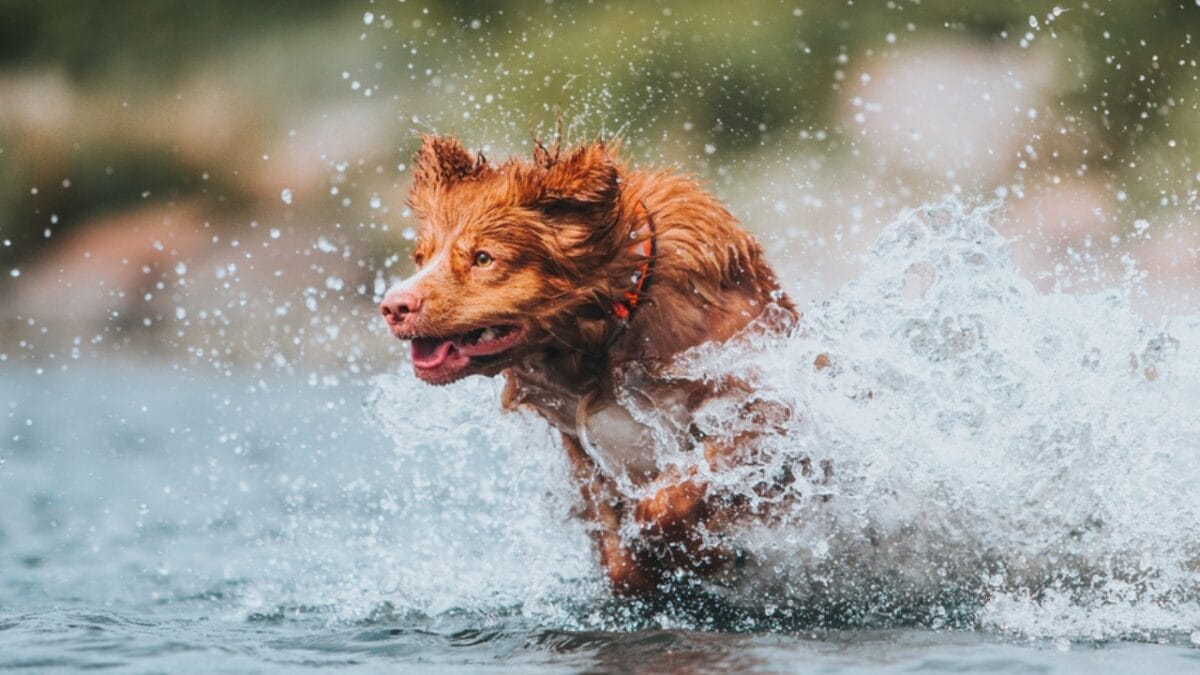 14 Dog Breeds That Can't Resist a Good Swim 14 14 Dog Breeds That Can't Resist a Good Swim - Nova Scotia Duck Tolling Retriever Splashing Water ss1573689835