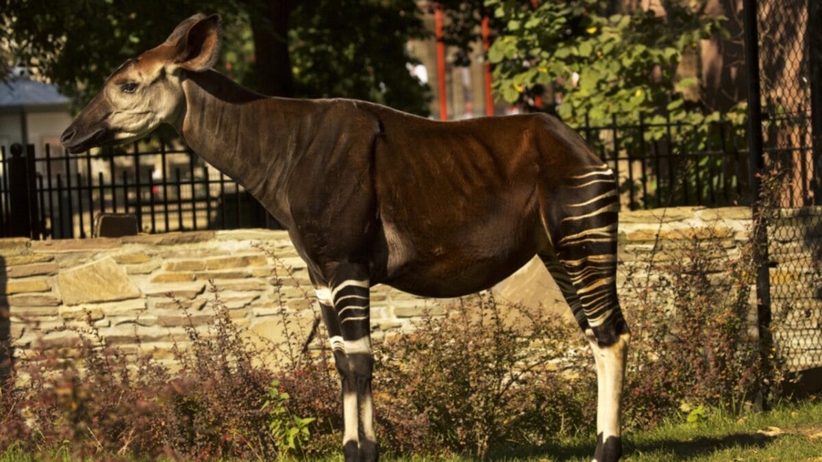 15 Rare Animal Species You’ll Rarely See as They Face Extinction in the Wild - Okapi Zebra Giraffe dp237267082