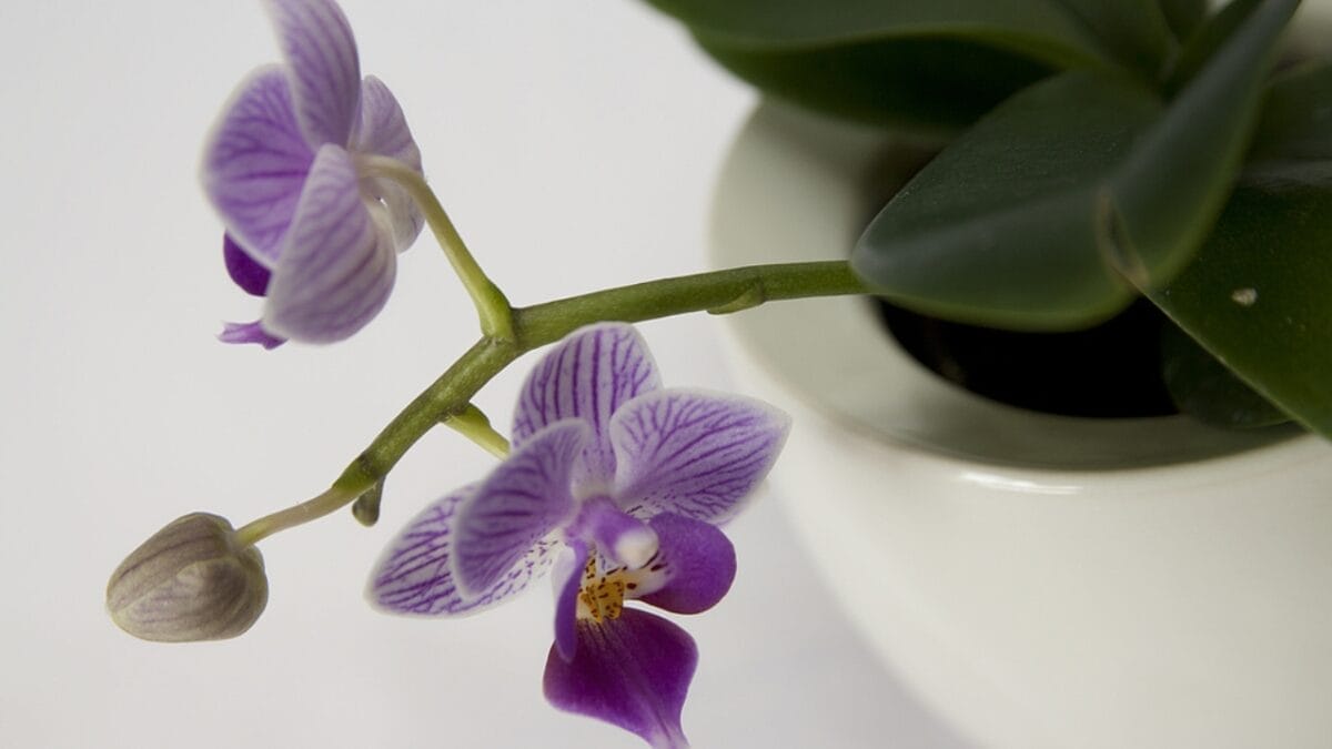 Achieve Long-Lasting, Stunning Orchids with These Simple Growing Tips 7 Achieve Long-Lasting, Stunning Orchids with These Simple Growing Tips - Orchid ss589158437
