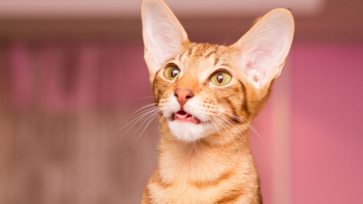 16 of The Most Eye-Catching Brown Cat Breeds - Oriental Shorthair Cats ss1284871807