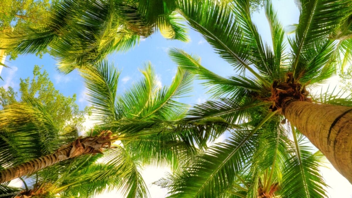 30 Plants That Invite Good Luck Right at Your Front Door 12 30 Plants That Invite Good Luck Right at Your Front Door - Palm Tree dp5631744