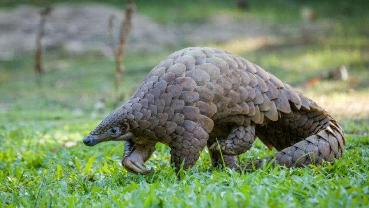 15 Animals That Come to Life After Dark 14 15 Animals That Come to Life After Dark - Pangolin ss2390606829