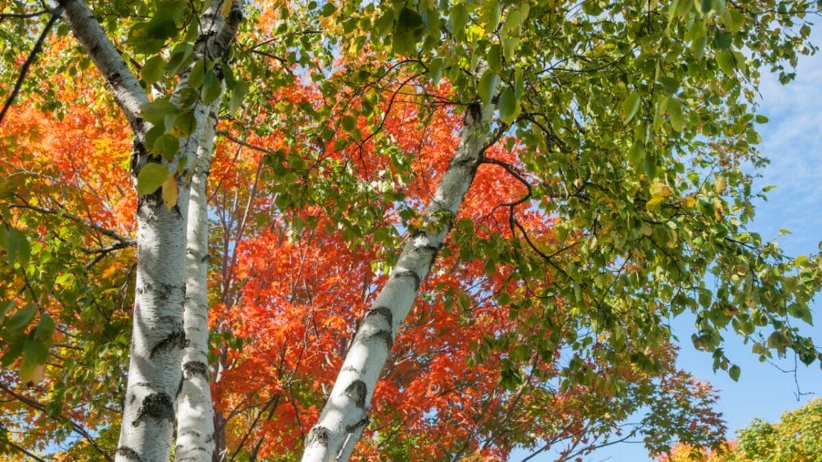 12 Most Beautiful Trees in America & What They Represent 7 12 Most Beautiful Trees in America & What They Represent - Paper Birch dp75246699
