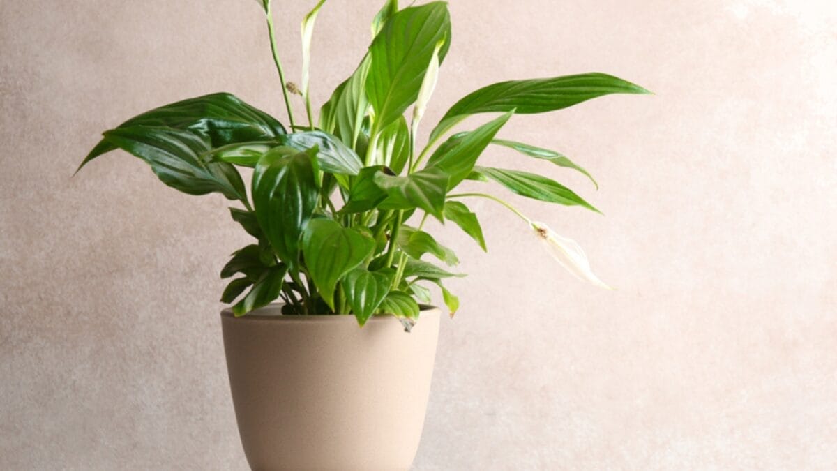 12 Houseplants That Actually Prefer Staying Pot-Bound - Peace Lily dp257849702