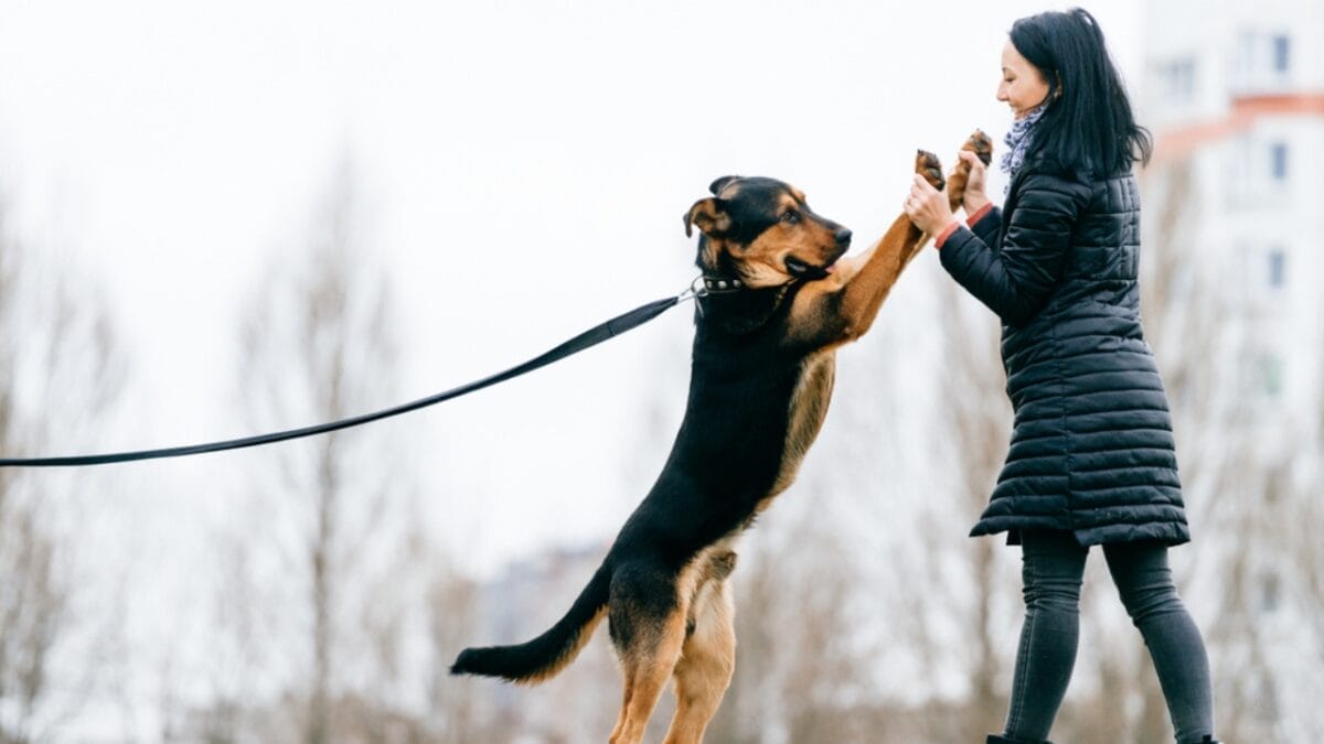 How to Build Trust & Earn Love with a Fearful Dog 4 How to Build Trust & Earn Love with a Fearful Dog - Pet Ownership Health ss1023387181