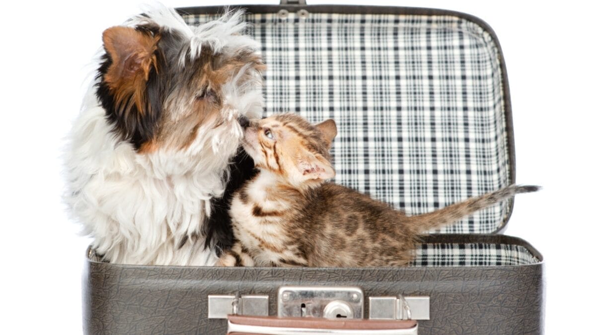8 Surprising Similarities Between Cat & Dog Owners 7 8 Surprising Similarities Between Cat & Dog Owners - Pet Ownership Travel ss237622744