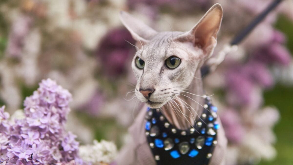 15 Miniature Cat Breeds that Prove Big Attitudes Come in Small Packages 15 15 Miniature Cat Breeds that Prove Big Attitudes Come in Small Packages - Peterbald ss1983799439