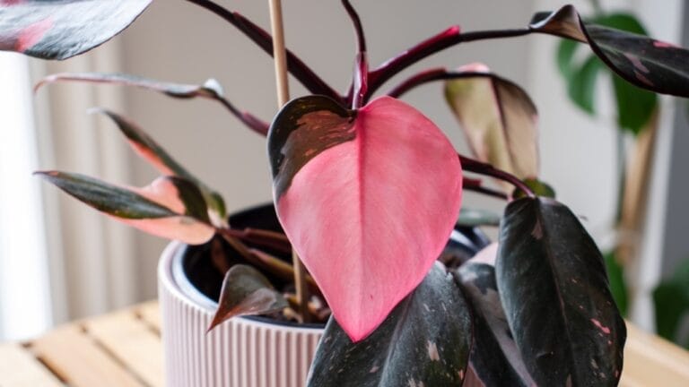 This Pink Houseplant a Must-Have for Your Green Haven 2 This Pink Houseplant a Must-Have for Your Green Haven - Philodendron Pink Princess Plant ss2392066485