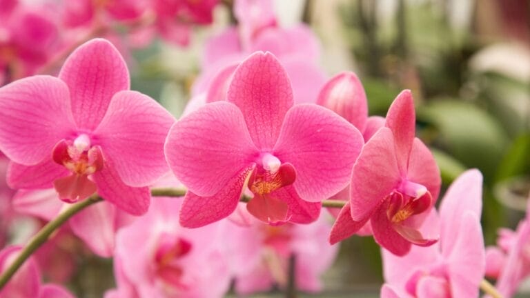 What to Do with Your Orchid After Blooming: 10 Tips 10 What to Do with Your Orchid After Blooming: 10 Tips - Pink Orchids dp4762333