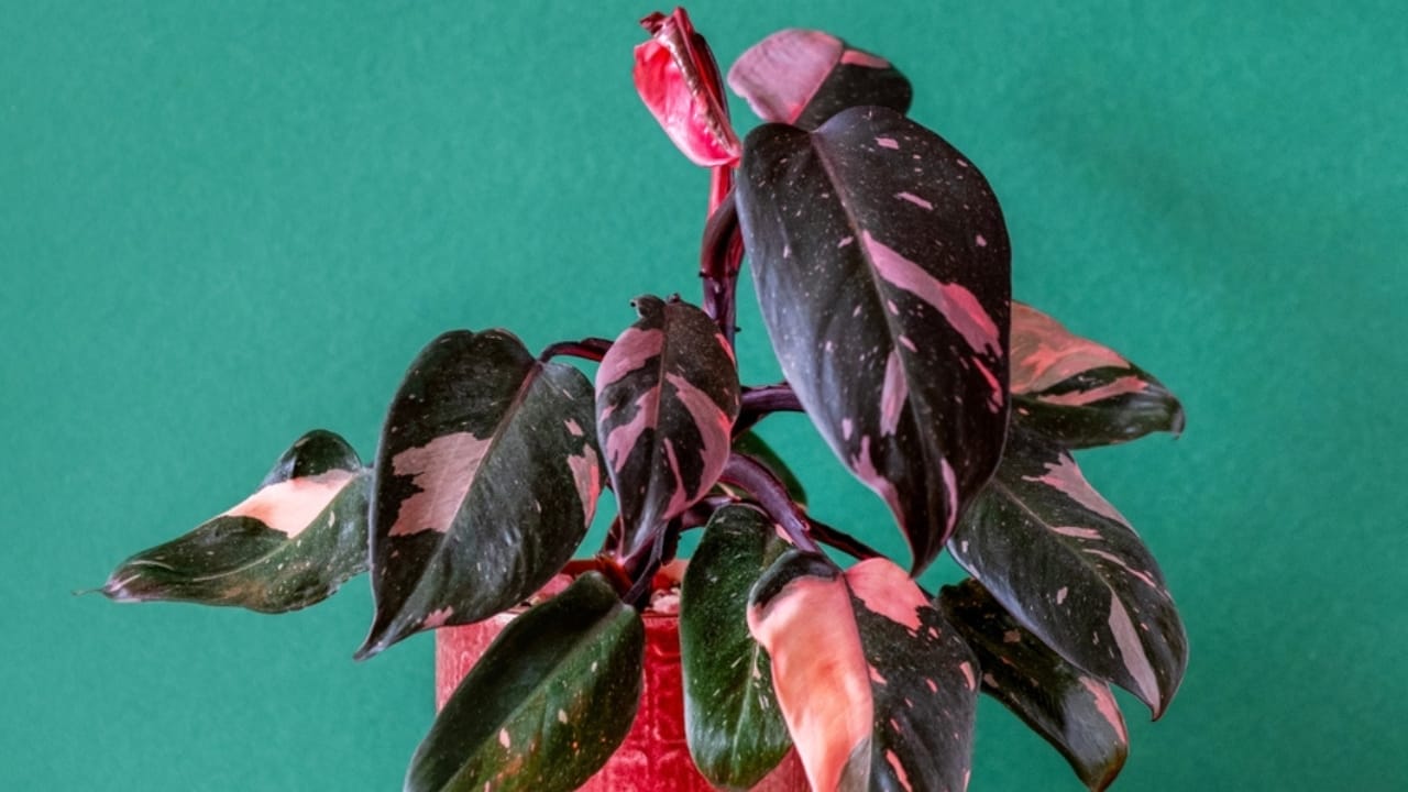 This Pink Houseplant a Must-Have for Your Green Haven 7 This Pink Houseplant a Must-Have for Your Green Haven - Pink Princess Philodendro Plant ss2449809461