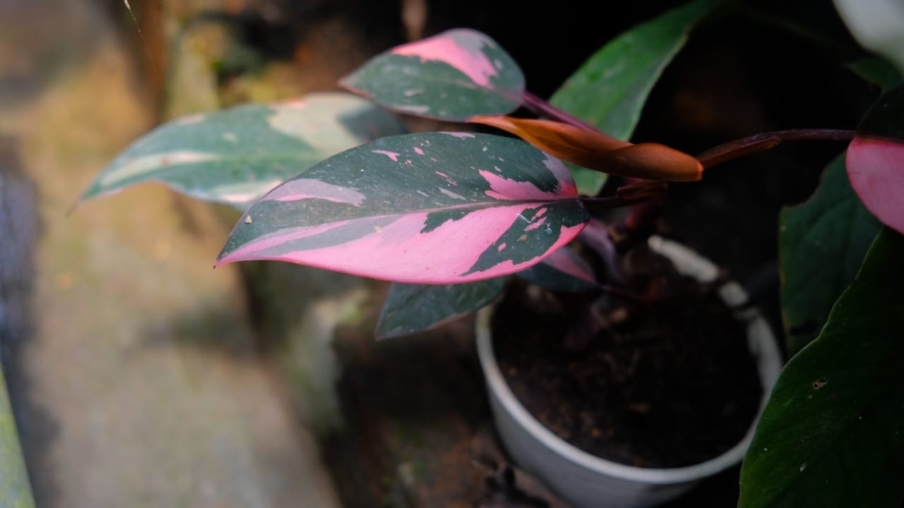 This Pink Houseplant a Must-Have for Your Green Haven 4 This Pink Houseplant a Must-Have for Your Green Haven - Pink Princess Philodendron in Shed ss2235615525