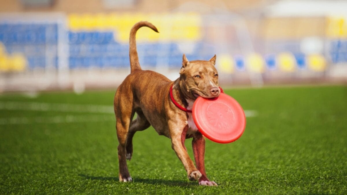 9 Pit Bull Myths: Separating Fact from Fiction About This Misunderstood Breed 8 9 Pit Bull Myths: Separating Fact from Fiction About This Misunderstood Breed - Pit Bull Fetching dp25493011 1