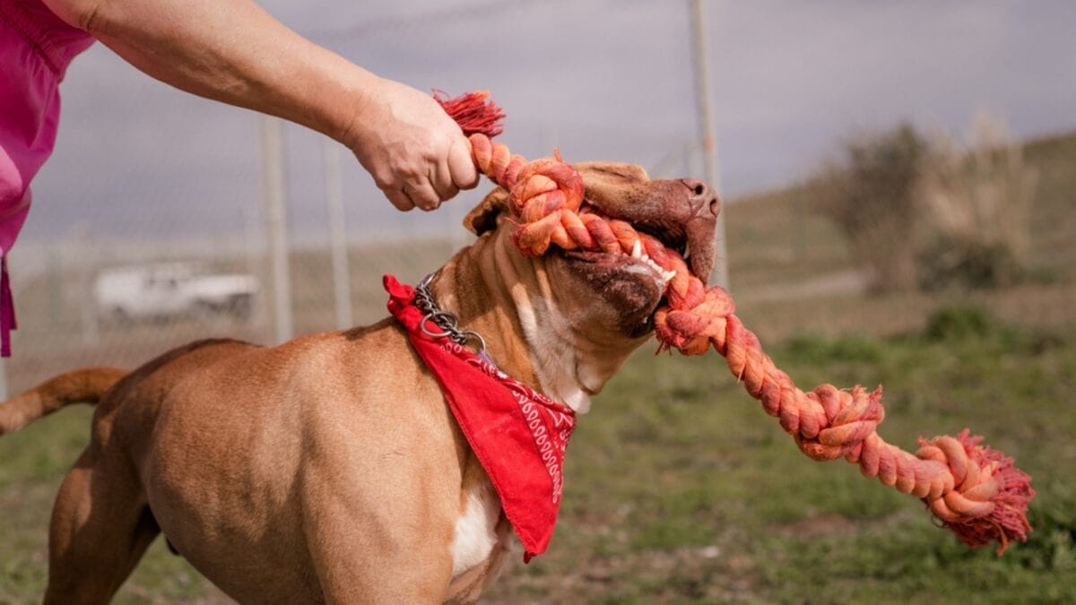 9 Pit Bull Myths: Separating Fact from Fiction About This Misunderstood Breed - Pit Bull Playing dp427791794