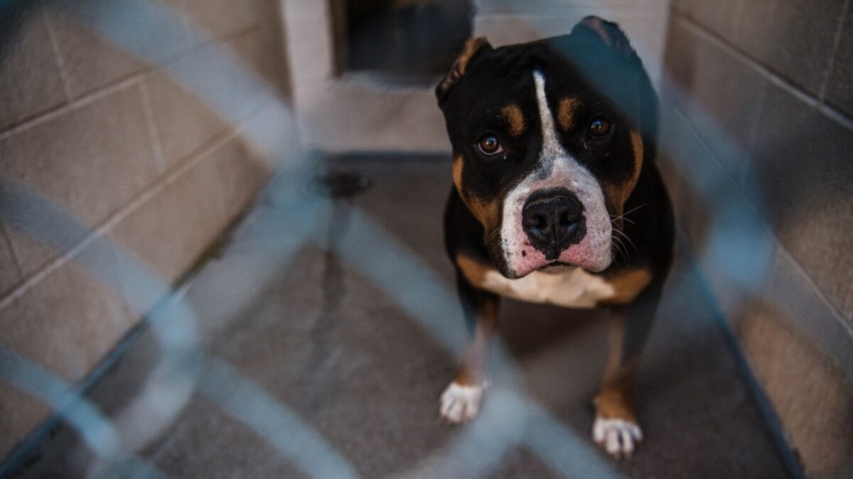 9 Pit Bull Myths: Separating Fact from Fiction About This Misunderstood Breed - Pit bull in Shelter sss2151336523