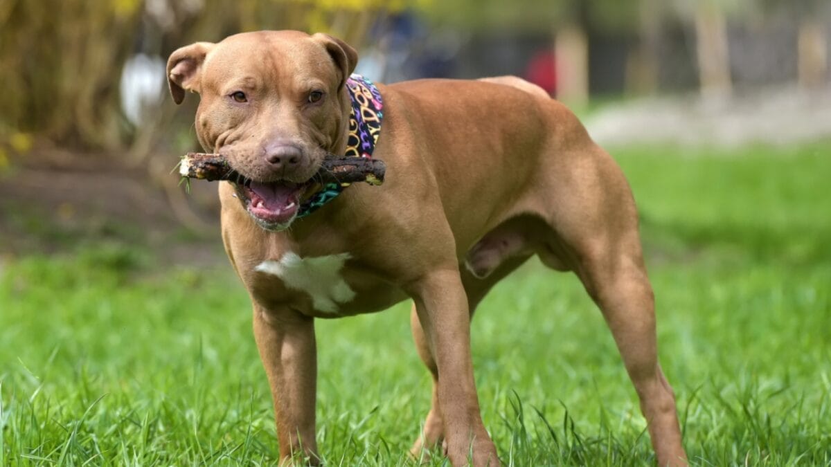 9 Pit Bull Myths: Separating Fact from Fiction About This Misunderstood Breed - Pit bull with stick ss1133428304