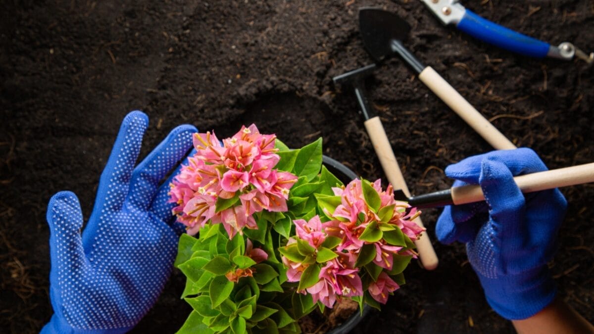 Master the Art of Growing Stunning Bougainvillea Plants 4 Master the Art of Growing Stunning Bougainvillea Plants - Planting Bougainvillea ss2010625220