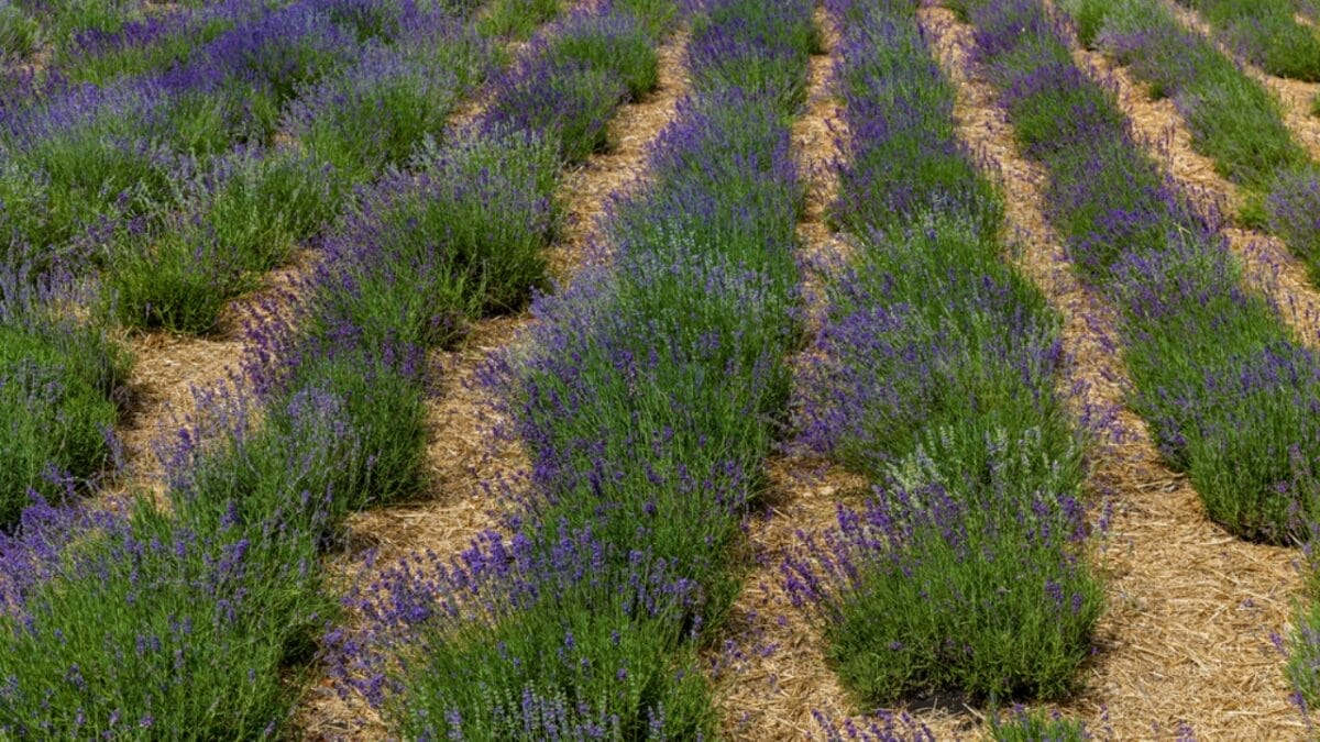 Keep Lavender Thriving in Winter: 7 Cold-Weather Care Tips 9 Keep Lavender Thriving in Winter: 7 Cold-Weather Care Tips - Planting English Lavender dp651869578