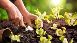 10 Soil Ingredients That Turn Your Raised Bed into a Plant Paradise 1 10 Soil Ingredients That Turn Your Raised Bed into a Plant Paradise - Planting in good soil dp252907520