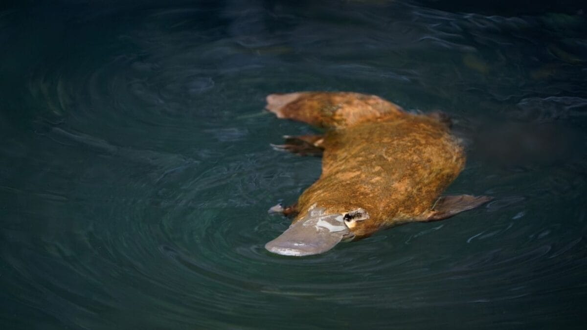 Still Alive: 18 Species That Have Outlasted Mass Extinctions 10 Still Alive: 18 Species That Have Outlasted Mass Extinctions - Platypus ss2325954073