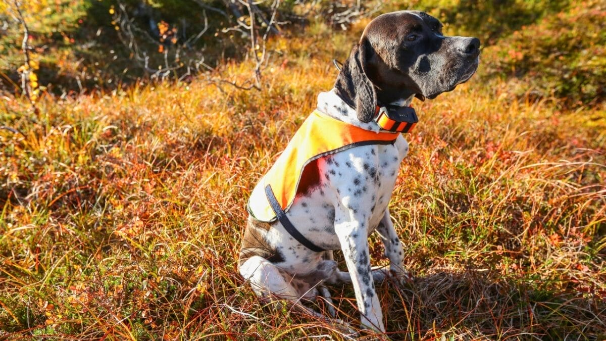 9 Reasons Pointers are Truly Exceptional Canine Companions 6 9 Reasons Pointers are Truly Exceptional Canine Companions - Pointer Dog gentle dp254429054